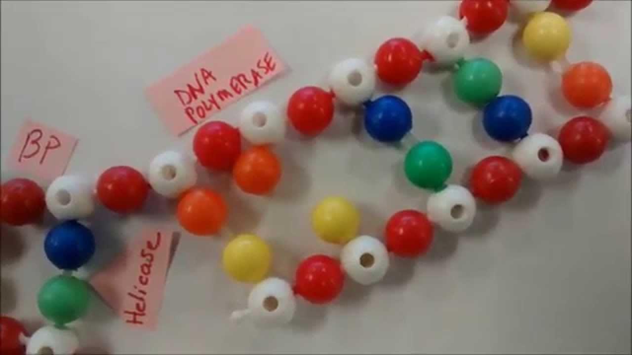 dna replication modeling activity